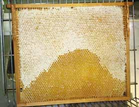 Det er straks vanskeligere at vurdere modenheden, hvis bierne ikke har forseglet honningcellerne. Er et træk ophørt, kan man som regel regne med, at honningen er moden fire døgn senere.