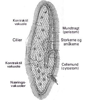 Side 5 Hvad er ciliater? Ciliater er encellede organismer. Cellemembranen er forstærket med strukturer i den yderste del af cytoplasmaet, således at dyrene får en slags hud (pellicula).