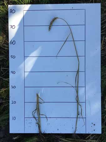 Til at visualisere stubhøjden er der indsat billeder af afgrøde før høst og stubhøjden ved lav og høj stublængde.