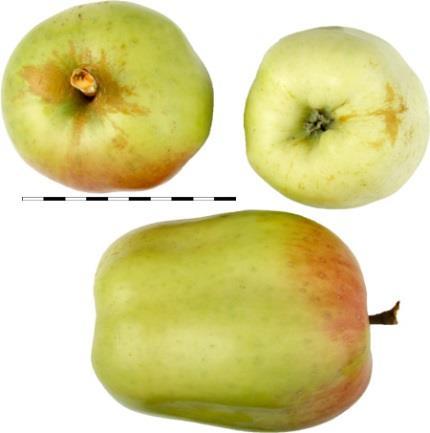 21 ELLA Ella blev podet op i forbindelse med den første æblefestival i Assens i 2014. Det stammer fra Trollesøvej i Kirke Søby, og er et ganske lille grønligt æble med striber.
