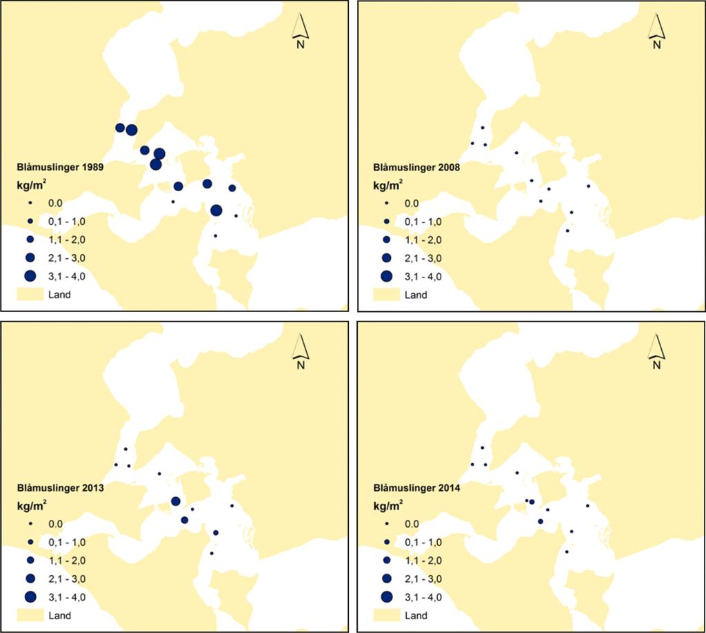 3.4 Bestanden af blåmuslinger Bestanden af Mytillus edulis i området omkring Agerø er blevet estimeret i 1989, 2008, 2013 og 2014 (figur 3.11).