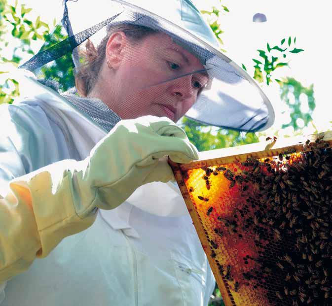 Bliv biavler med begynderpakken -
