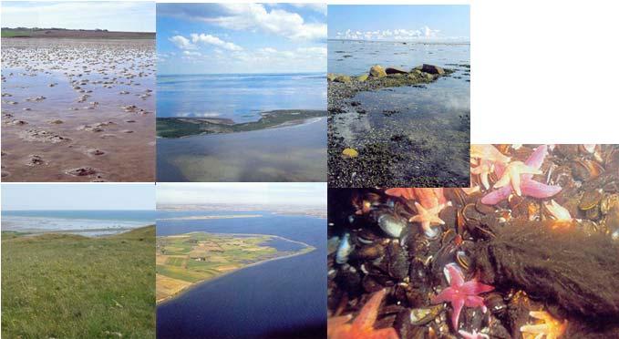 Habitatdirektivet: udpegningsgrundlag Naturtyper Mudder- og sandflader der er blottet ved ebbe: fx Ølsemagle Strand og Staunings Ø Sandbanker med lavvandet vedvarende dække af