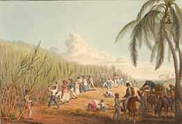 Christiansted på St. Croix, men det lykkedes ikke at sælge flere end 11.757 til øens plantageejere; resten blev reeksporteret.