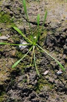 Водушка (Limosella aquatica) Разноротка (Marsilea quadrifolia) обраста корита процеђених замуљених депресија и блатишта у виду једноликих пространих покривача или помешано са игличастом зуквом