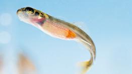 مرحله دوم : بچه ماهی نورس بچه ماهی های نورس سالمون پس از تفریخ ( خروج بچه ماهی از تخم ) دارای کیسه ای حاوی زرده در معده خود می باشند و توسط