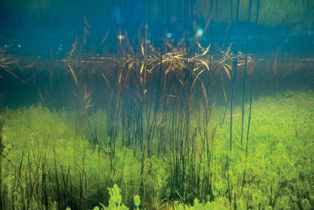 SMÅ SØER talrige, oversete og oplagte studieobjekter Vegetation af kransnålalger er meget tæt i denne lavvandede sø. I midten står stængler af tagrør. Foto Lars Lønsmann Iversen.