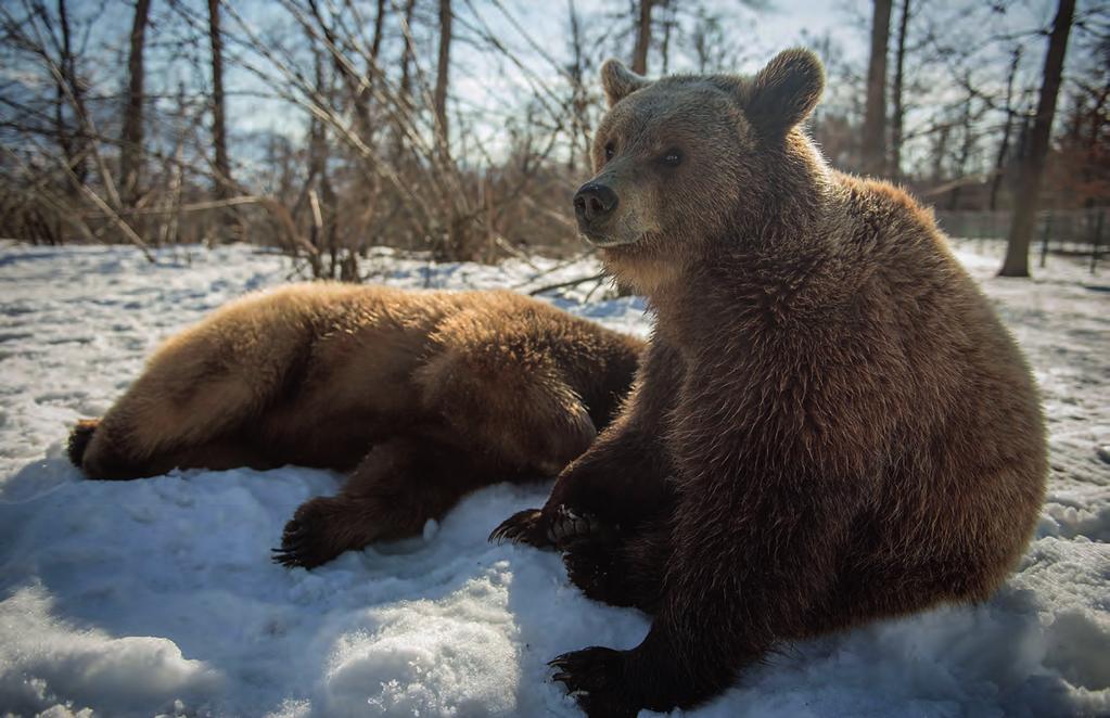 Tema: På besøg i bjørnereservatet Reservatet ligger i en afsidesliggende del af Karpaterbjergene.