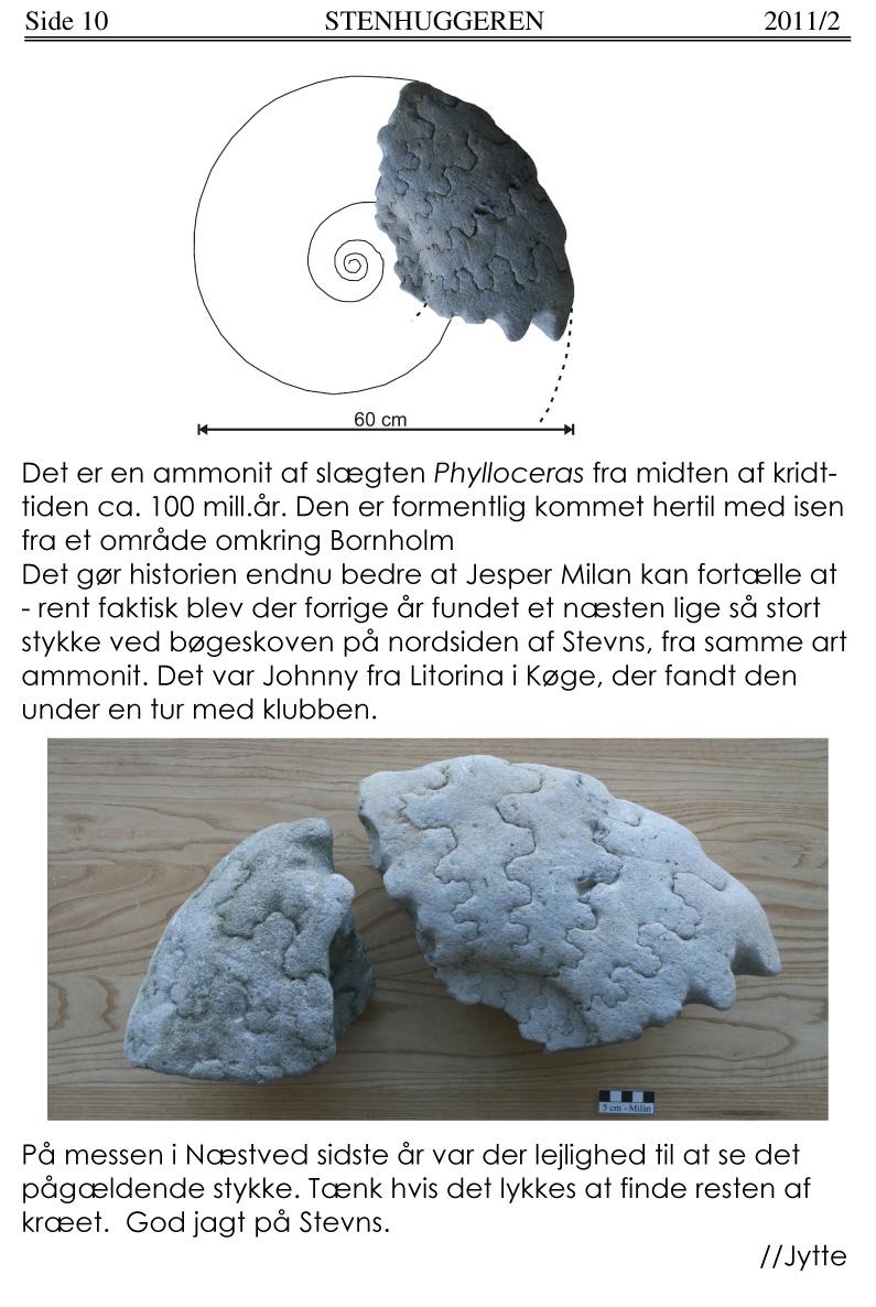 Side 10 2011/2 60 cm ' Det er en ammonit af slægten Phylloceras fra midten af kridttiden ca. 100 mill.år.