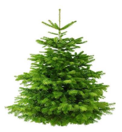 Juletræer DK Planteservice A/S tilbyder levering af Nordmannsgran i alle