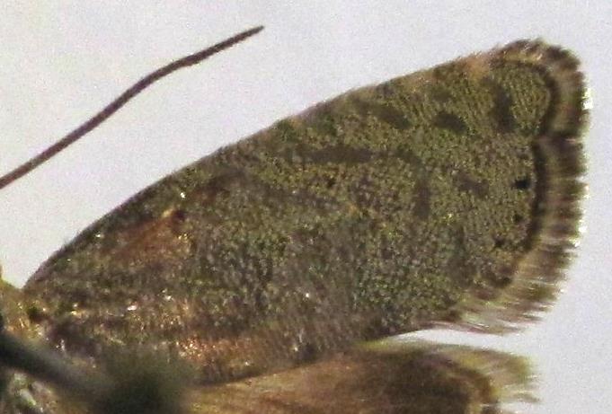 Hos D. aeratana er der heller ingen gyldne spidser på skællene i rodfeltet og ofte ikke på vingen i det hele taget.