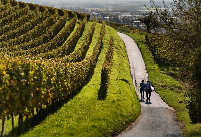De fleste af regionens vinmarker befinder sig på stejle lokaliteter, der aftvinger vinbønderne hårdt manuelt arbejde.