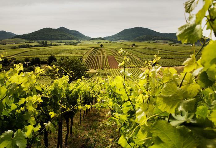 De skrå vinmarker i Rheingau er dermed rettet direkte mod syd, og vinproducenterne kan derfor udnytte de 1.600 årlige solskinstimer optimalt.