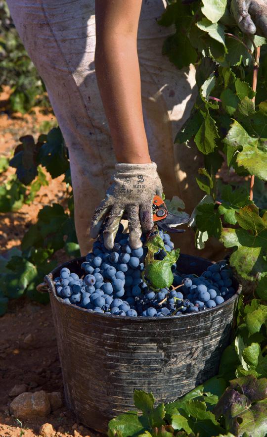 26 Vin RIBERA DEL DUERO SPANSK VINOMRÅDE I VERDENSKLASSE Området Ribera del Duero i Nordspanien har de seneste år fået kultstatus blandt elskere af kraftige, komplekse vine med fylde og syre.