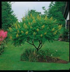 Ildtorn - Pyracantha er en stedsegrøn opretvoksende busk med tornede grene.