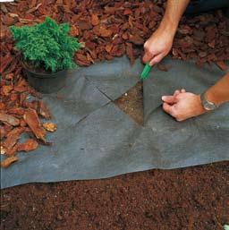 Inden plantning gennemarbejdes jorden grundigt i mindst 1 m i diameter og løsnes i 40-50 cm s dybde.