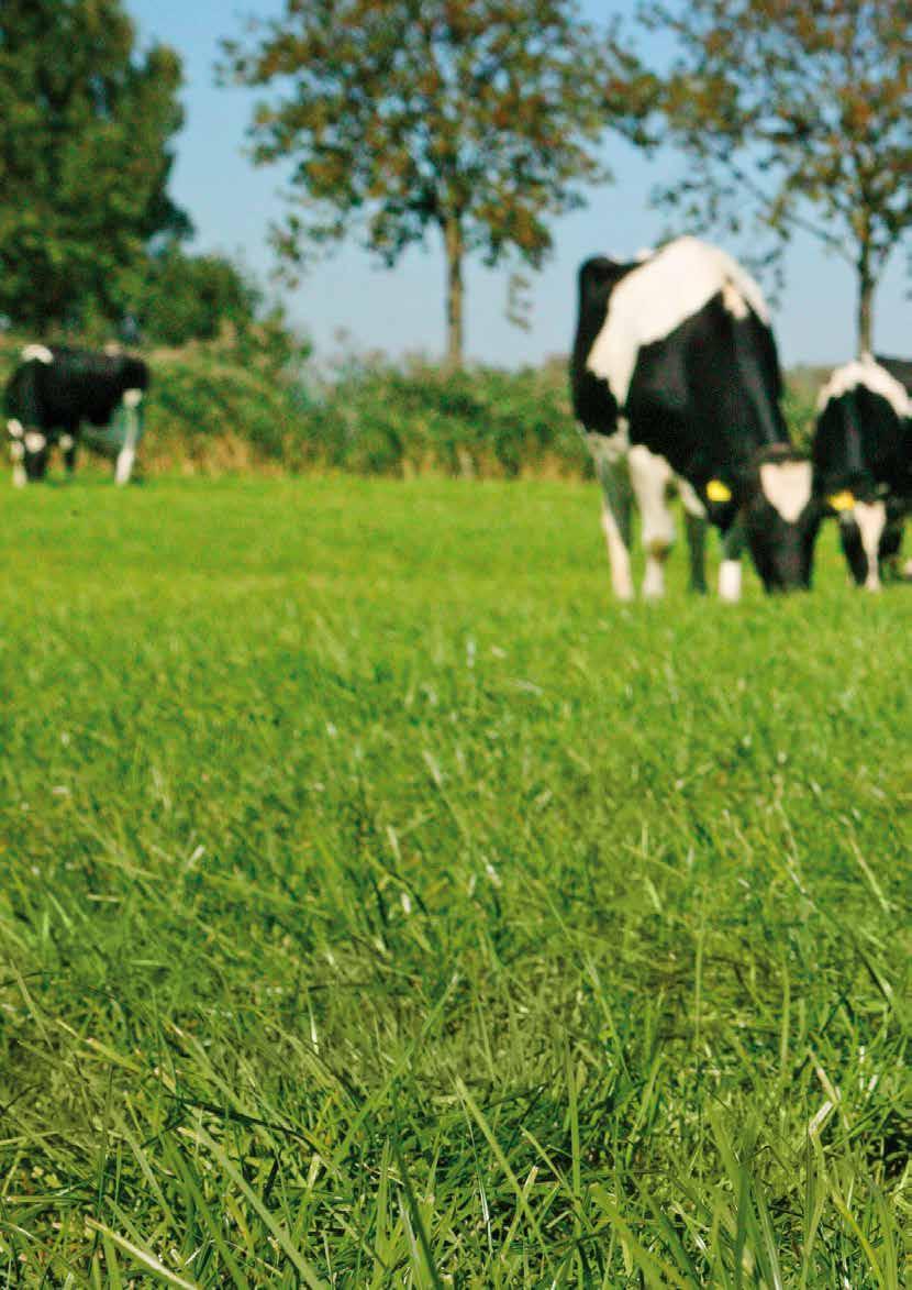 Græsmark Kvæg Persistens Tetra Plus Top afgræsningsblanding Højtydende uden kløver Slæt Permanent