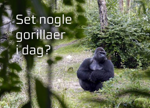 2. Kig efter gorillaer