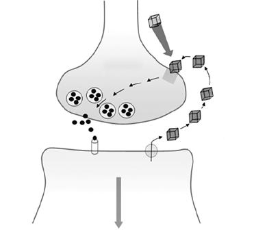 Standard Neurokemisk Kommunikation Afsender Neuron Modtager Neuron Frigivelse af Neurotransmitteren Dæmpes.