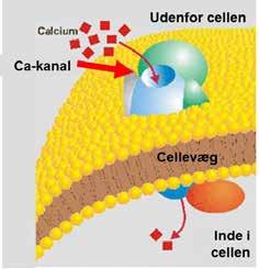 medicin Ca-kanal blokkerne har til fælles, at de i nogen grad standser transporten af Ca gennem de små porer, som er i cellevæggen i cellerne i hjertet og i arterierne.