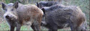 Samme morgen kunne Skov- og Naturstyrelsens personale konstatere, at der nok var noget om snakken en skovløber så nemlig 6 vildsvin i den østlige del af Tisvilde Hegn.