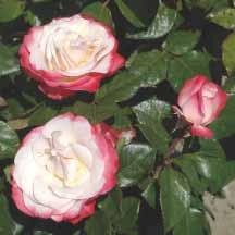 STORBLOMSTREDE Kendetegnene for de storblomstrede roser er store hoveder, der sidder enkeltvis eller få sammen på hver s lk.