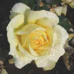 Rosen er forædlet af Noack, som er en af de førende inden for hårdføre og sunde roser.
