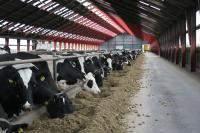 Afgræsningsbaseret mælkeproduktion High input - strategi Low cost - strategi den industrialiserede model højst mulig ydelse per ko