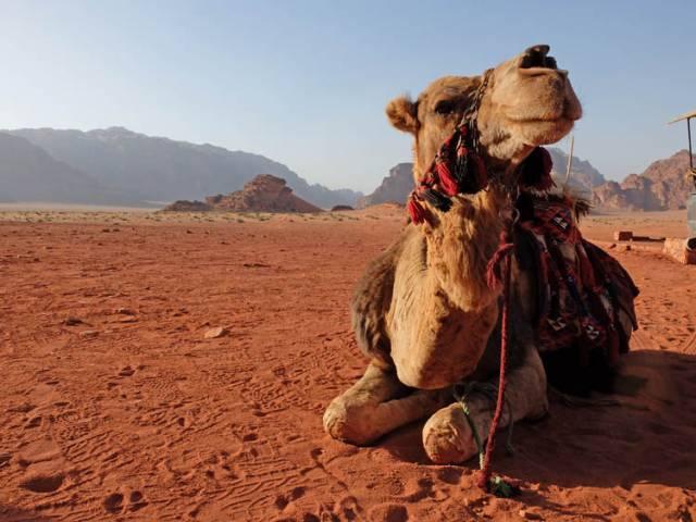 260 meter og Marokkos højeste bjergpas. Kørevejen er knapt 100 år gammel og er en fantastisk oplevelse, landskabet skifter mellem røde jorde, de høje Atlasbjerge og Saharas begyndende landskaber.