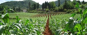 I 2000 lavede Mugabe omfattende landreformer, hvor 4000 store kommercielle landbrug ejet af hvide blev inddraget og givet til sorte.