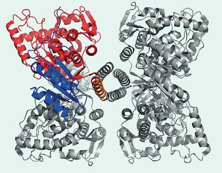 Den tredimensionelle struktur af enzymet er afgørende for, at enzymet fungerer, som det skal.