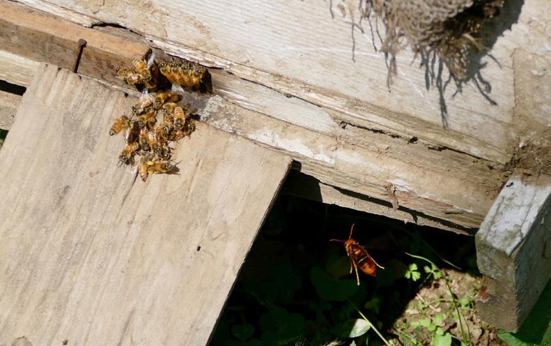 Vi kan ikke ansætte en hjælper til et par dollars om dagen til at bekæmpe hvepsen vi kan indskrænke flyvespalten, men om bier kan lære at sætte sit tæt sammen foran flyvespalten vides ikke.