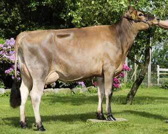 Listowel P forventes at avle høj mælkemængde, længelevende køer med gennemsnitligt eksteriør.