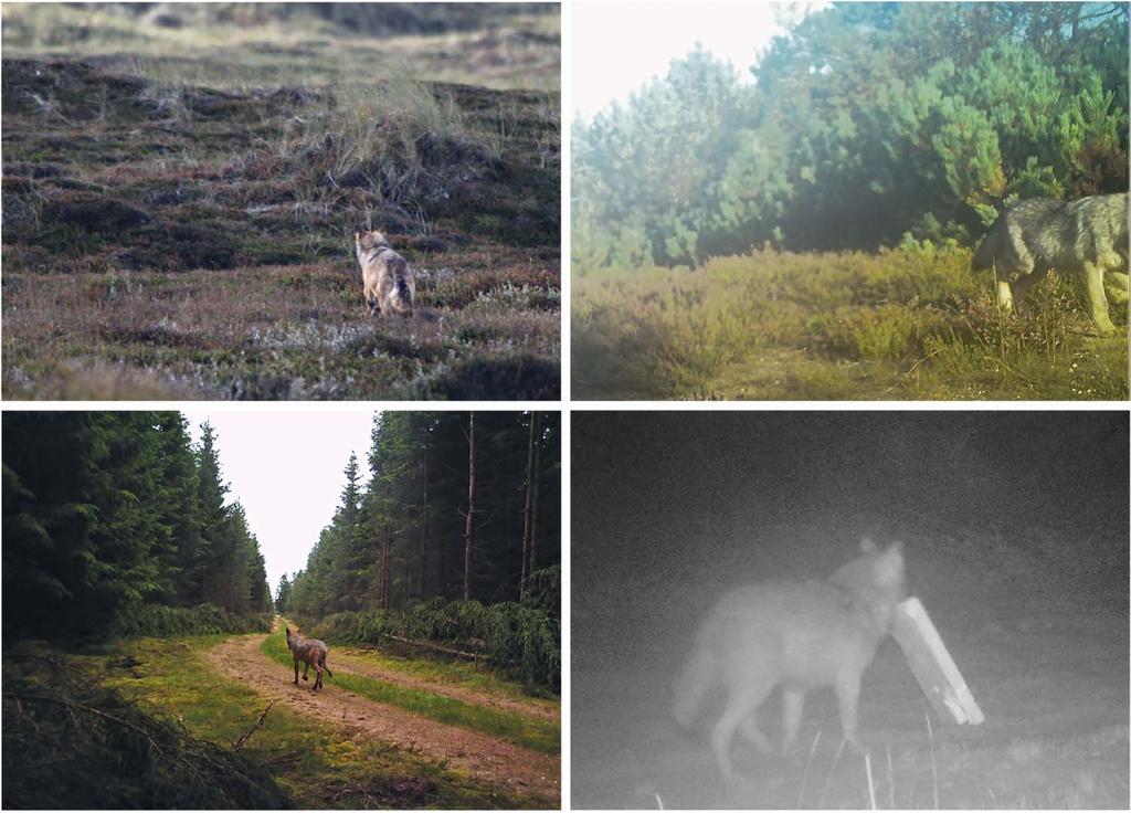Figur 1. Eksempler på fotodokumenterede observationer af ulv klassificeret som C3a ( sandsynligvis ulv ).