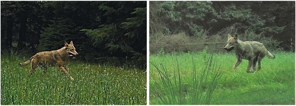 Figur 3. Vildtkamerafotos (beskåret) taget 29. juli 2016 (øverst) og 8. august 2016 (nederst) af to vildtkameraer placeret mindre end en kilometer fra hinanden.