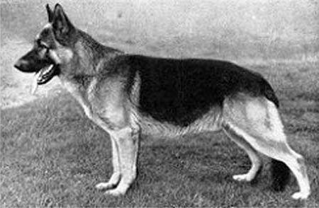 1950 SV,s nye præsident Casper Katzmaier var den første tyske dommer, som efter krigen bedømte danske schæferhunde.