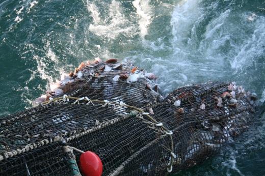 Ombord på fartøjet blev der udtaget prøver i nogenlunde den samme størrelsessortering fra hver fangstpose til kvalitetsvurdering af torsk, mørksej (Pollachius virens), rødspætter (Pleuronectes