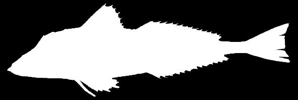 Billedet er sendt til DTU Aqua, som også mener, at fisken er en havørred. Rekorden slettes.