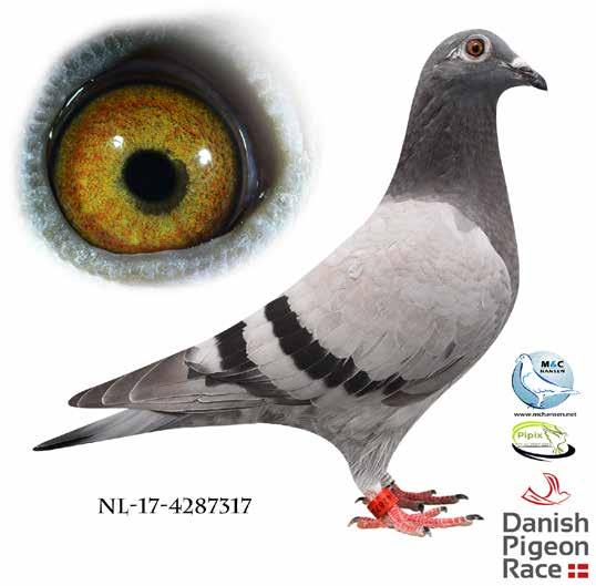 DANISH PIGEON RACE 2017 2 Paul Romkes 1st ace pigeon 710 pigeons in