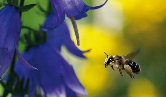 blandt både enlige og sociale redebyggende bier. I Danmark er 78 af arterne snyltende bier. De er ofte knyttet til bestemte værtsarter.