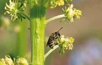 Figur 1. En mangfoldighed af bier: nogle vilde bier er meget iøjefaldende, f.eks. den flotte rødpelsede jordbi (Andrena fulva) (foto t.v.), som om foråret besøger en lang række forskellige blomster Foto Yoko L.