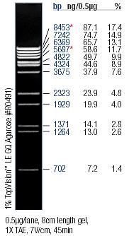 Appendiks Figur A Lambda DNA/Eco91I (λbsteii) Gene Ruler 100 bp DNA Ladder Marker, 15 #SM0111 Fermentas # SM1143 Fermentas http://www.fermentas.com/catalog/electrophoresis/generulers.