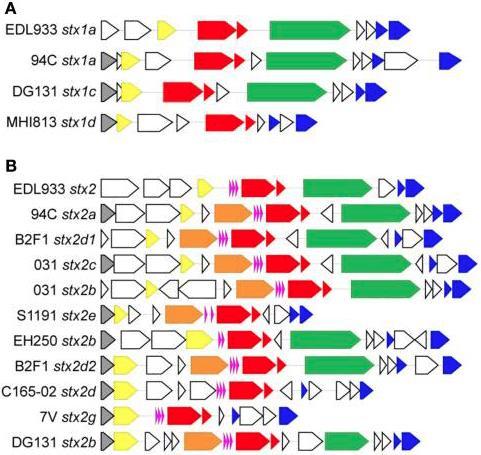 BAGGRUND VT fager og Q antiterminator - Transcriptional antiterminator - Kontrollere expression af late fag gener - Placeret upstream