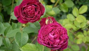 De smukke fyldte roser er lyserøde med et anstrøg af abrikos og har en kraftig, men meget behagelig duft. Blomstrer fra juni og langt hen på efteråret.