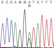 DNA-sekventering anvendes til at undersøge for små forandringer på DNA-baseparniveau (mutationer eller sekvensændringer) af de enkelte gener.