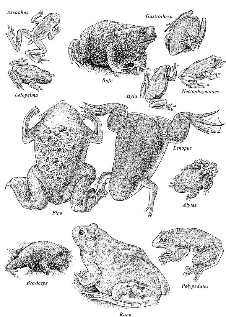Forskellige springpadder Yngelpleje hos f.