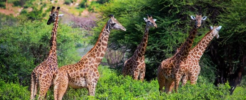 EKSTRA FERIEDAGE Tilkøb 3 dages minisafari i Tsavo Oplev Kenyas største nationalpark Tsavo, kendt for sine mange elefanter Tsavo er Kenyas ældste og største nationalpark og ligger omtrent midt