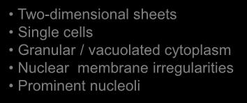 vacuolated cytoplasm