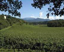 elegant hvidvin Chardonnay druerne til Bramito dyrkes i Castello della