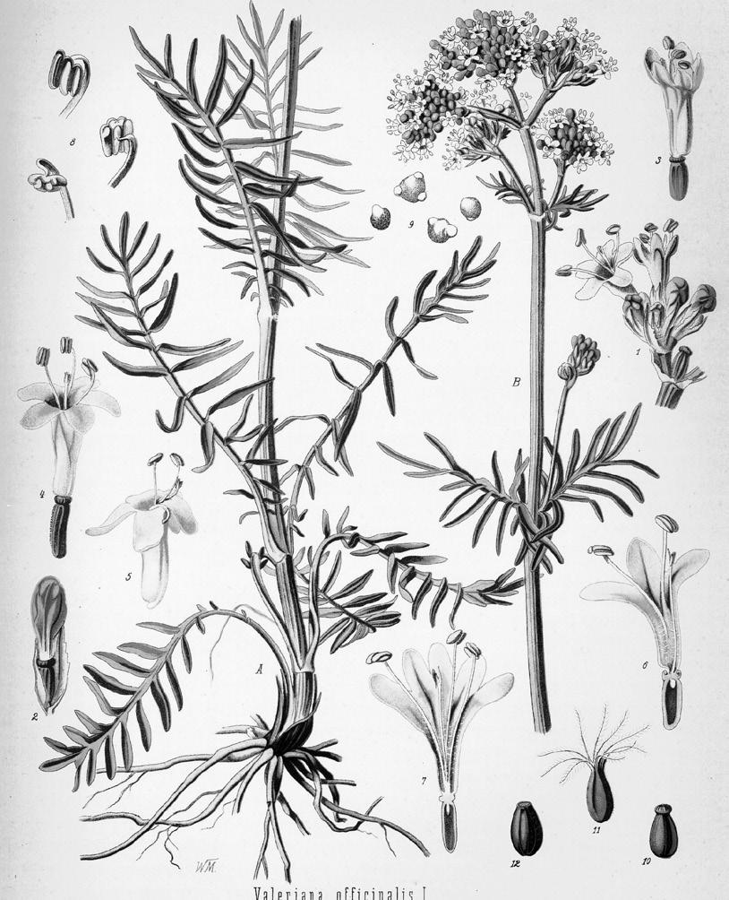 گونه گیاهی دیگری که در بازار سنتی ایران به نام اسطوخودوس معروف است سرشاخه های گلدار گیاه Nepeta menthoides از خانواده نعناع می باشد.